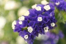 Limonium Sinuatum Flower Seeds – Heirloom Non-GMO Seeds for Dried and Cut Flower Gardens