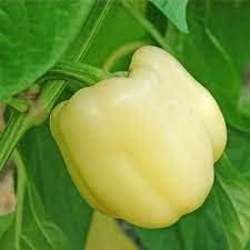 Pepper Seeds for Planting - Spicy Variety 100 Pcs pcs