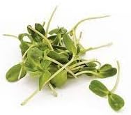 Sprout Plant Seeds for Planting - NON GMO Seeds