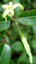White Cryptolepis Flower Seeds for Planting â€“ NON GMO Seeds