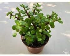 Portulacaria Plant Seeds for Planting ƒ?? Fresh, Organic, Heirloom, Non-GMO Succulent Seeds