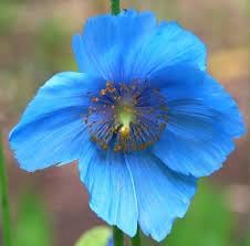 Meconopsis Flower Seeds for Garden - NON GMO Seeds