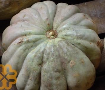 Gray Zapallo Plomo Seeds for Planting heirloom & Non-GMO Seeds