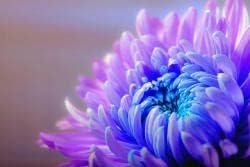 Organic Purple Blue Chrysanthemum Flower Seeds for Planting – Heirloom, Non-GMO