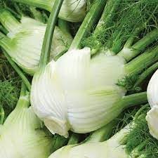 Florence Fennel Foeniculum vulgare seeds for planting