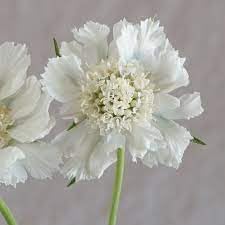Scabiosa Flower Seeds Heirloom Non GMO Planting - 100 pcs