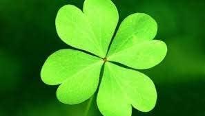 Light Green Clover Plant Seeds for Planting - 100 pcs