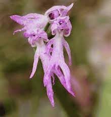 Exotic Plant Seeds for Planting, 100 pcs