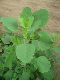 Papalo Porophyllum ruderale herb seeds for culinary garden