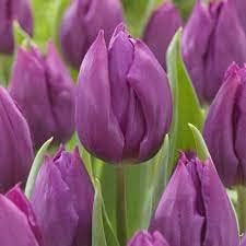 Purple Tulip Flower Seeds for Planting – Heirloom, Non-GMO, Vibrant Blooms for planting in your garden.