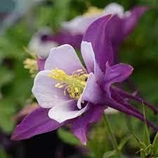 Aquilegia Plant Seeds for Planting – Organic, Heirloom, Non-GMO Columbine Flower Seeds