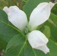 White Turtlehead Flower Seeds for Planting - 100 pcs for planting in your garden.