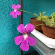 Butterwort flower seeds - NON GMO Seeds