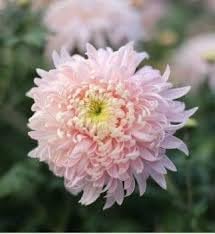 Bonsai Chrysanthemum Seeds for Planting - NON GMO Seeds