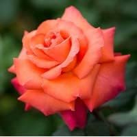 Red Orange Rose Plant Seeds for Planting Non-GMO Heirloom Garden Seeds for Growing Beautiful Flowers
