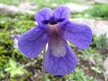 Pinguicula Poldinii Flower Seeds for Planting ,Heirloom Seeds -NON GMO Seeds