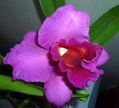 Cattleya Flower Seeds for Planting NON GMO Seeds