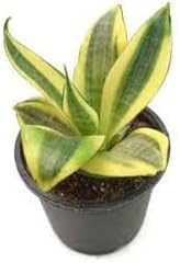 Sansevieria Flower Seeds – Heirloom Non-GMO Seeds for Indoor Air-Purifying Planting - Flower for planting in home garden