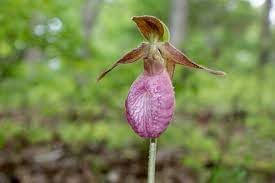 Heirloom Lady's Slipper Orchid Flower Seeds for Planting - NON GMO Seeds