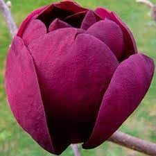 Heirloom Non-GMO Tulip Tree Flower Seeds for Planting – Rare Ornamental Flower Seeds