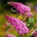 Pink Buddleia Butterfly Bush Seeds for Planting – Vibrant Blooms, Non-GMO, Heirloom