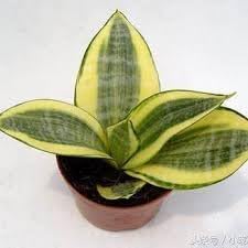 Sansevieria Flower Seeds – Heirloom Non-GMO Seeds for Indoor Air-Purifying Planting