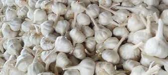 Garlic Vegetable Seeds for Planting - Organic Variety heirloom & Non GMO Seeds