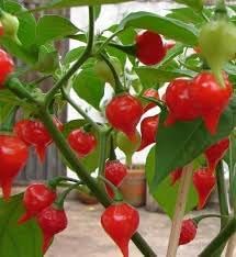 Sweet Drop Chili Pepper Seeds for Planting, NON GMO Seeds