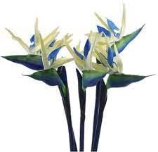Cream Violet Strelitzia Flower Seeds for Planting - 100 pcs