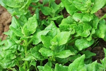 Zealand Vegetable Seeds for Planting, heirloom & Non-GMO Seeds