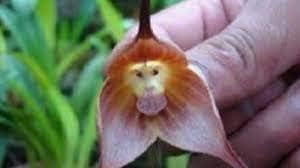 Light Pink Monkey Face Flower Seeds - 100 pcs for planting in your garden.