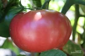 Big Tomato Seeds for Planting Dark Red - 100 Pcs pcs