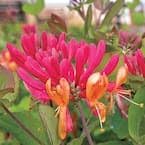 Honeysuckle Vine Seeds for Planting - NON GMO Seeds