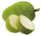 Green jackfruit fruit seeds for tropical gardens