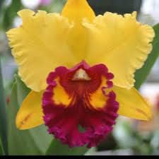 Cattleya Hybrida Flower Seeds Yellow for Planting - NON GMO Seeds