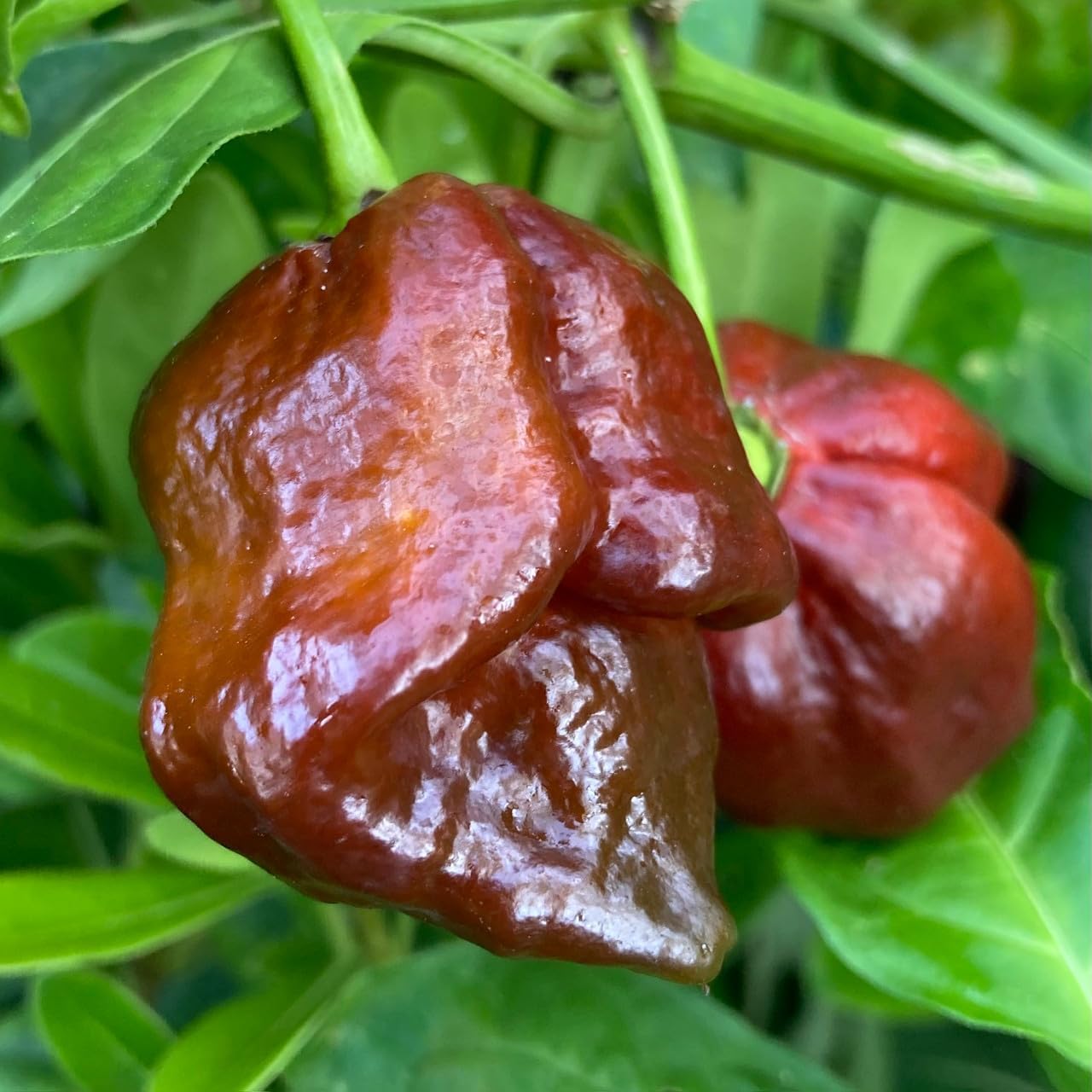 Scorpion Vegetable Seeds for Planting heirloom & Non-GMO Seeds