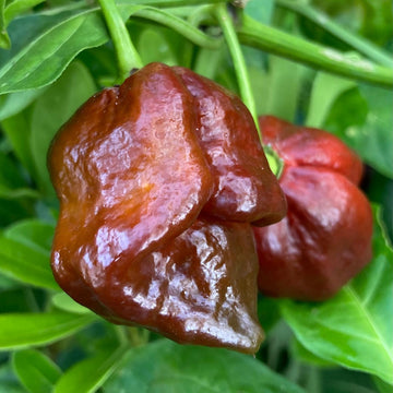 Scorpion Vegetable Seeds for Planting heirloom & Non-GMO Seeds