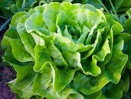 Salad Bowl Lettuce Seeds for Planting-Heirloom & Non-GMO Seeds for planting