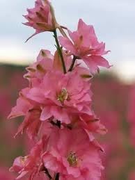 Delphinium Flower Seeds for Planting - NON GMO Seeds