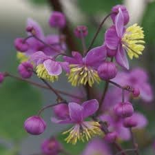 Meadow-Rue Flower Seeds Heirloom Non GMO Planting - NON GMO Seeds