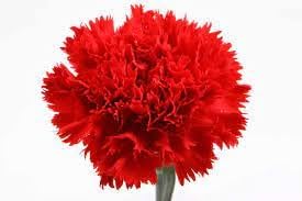 Carnation Red Flower Seeds for Planting - NON GMO Seeds
