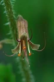 Tolmiea Flower Seeds for Planting - NON GMO Seeds