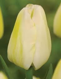 Light Yellow Flower Seeds for Planting – Non-GMO, Heirloom Quality, Vibrant Blooms