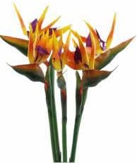 Mixed Strelitzia Flower Seeds for Planting, 100 pcs
