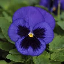 Pansy Flower Seeds Heirloom Non GMO Planting - 100 pcs