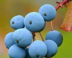 Heirloom grape Vitis vinifera seeds for edible garden