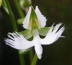Japanese Radiata Flower Seeds for Planting ƒ?? Organic, Heirloom, Non-GMO Spider Lily Seeds for planting in your garden.