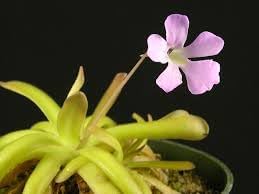 Butterwort Flower Seeds for Planting - 100 pcs