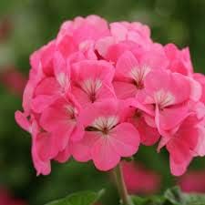 Pink Geranium flower seeds for Planting - Heirloom & Non-GMO Seeds for home garden
