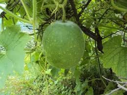 Cannonball Gourd Seeds for Planting - 100 Pcs pcs